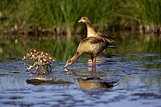 埃及雁,一对,小鹅,站在水中,肯尼亚