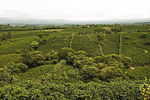 咖啡种植园,圣荷塞,哥斯达黎加