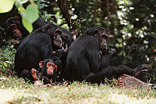 坦桑尼亚,黑猩猩,雌性,冈贝河国家公园,大幅,尺寸