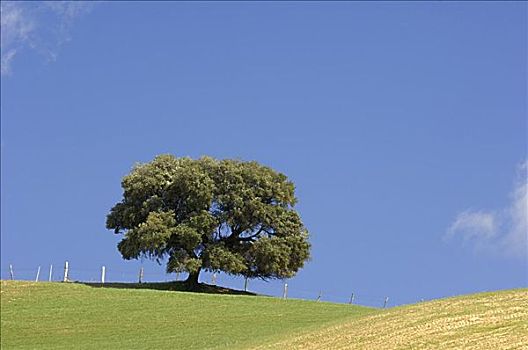 橡树,地点,安达卢西亚,西班牙