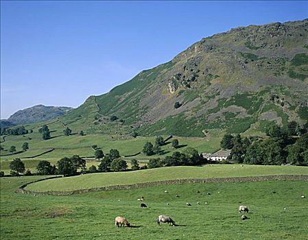 山峦,农舍,绵羊,湖区,坎布里亚,英格兰