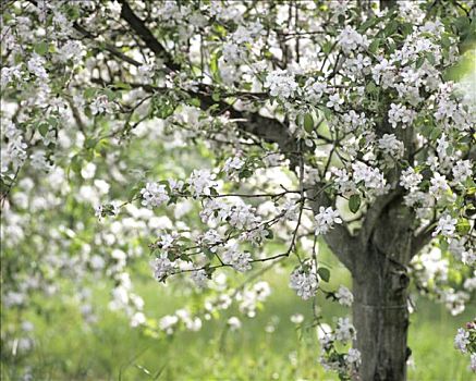 苹果树,开花