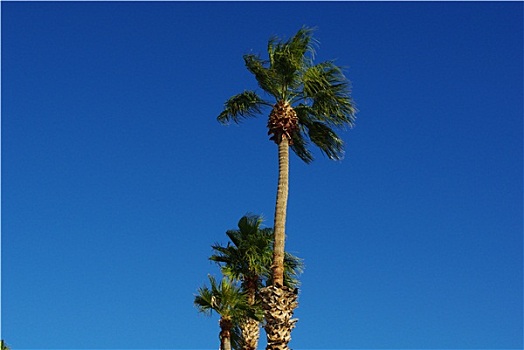 棕榈树,风,湖,城市,亚利桑那