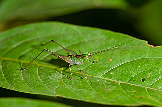 蝗虫,蝗科,幼小,亚马逊河,厄瓜多尔