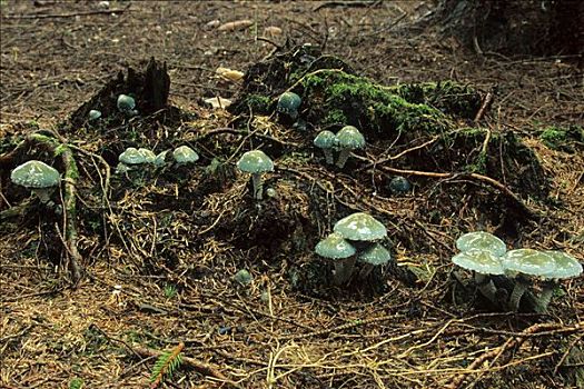 伞菌,蘑菇,德国,欧洲
