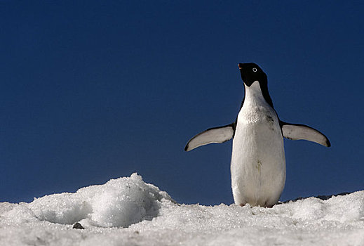 南极半岛,区域,禽,岛屿,阿德利企鹅