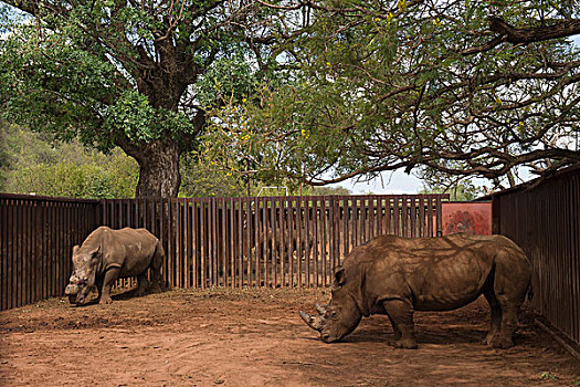白犀牛,俘获,南非