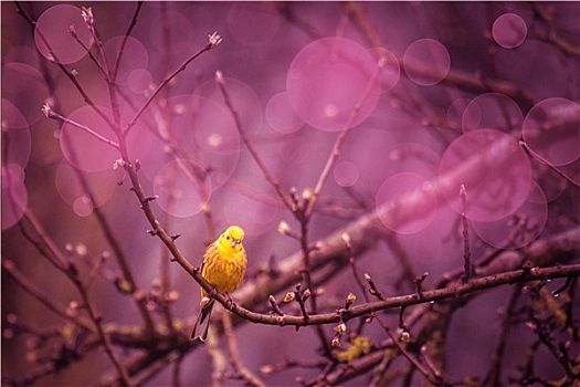 金翼啄木鸟,枝条,紫色
