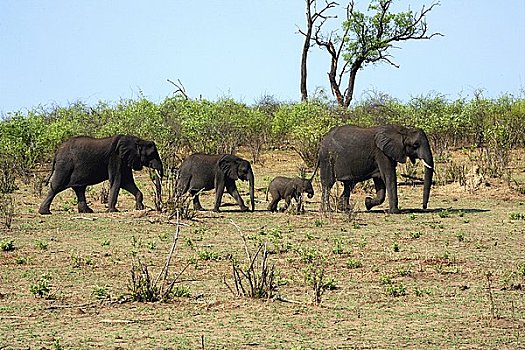家庭,四个,非洲象,走,排列,乔贝国家公园,博茨瓦纳,非洲
