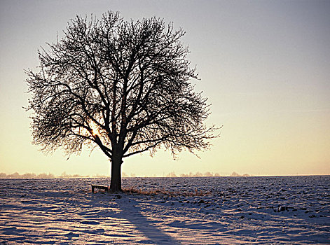 地点,苹果树,秃头,雪,黃昏,自然,树,落叶树,果树,孤树,季节,冬天,黎明,影子,户外