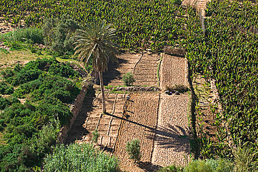 摩洛哥,大西洋海岸,香蕉,种植园