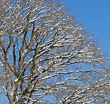 树,特写,冬季
