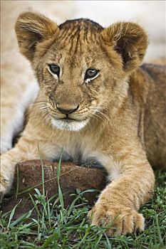 肯尼亚,纳罗克地区,马赛马拉,玩耍,幼狮,马赛马拉国家保护区