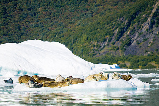 斑海豹,室外,冰山,湖,奇奈峡湾国家公园,肯奈半岛,阿拉斯加,夏天