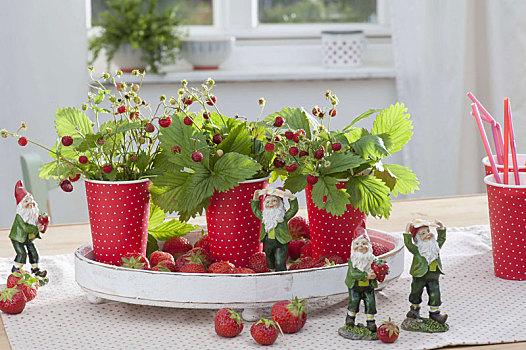 草莓,桌饰,红色,白色,杯子