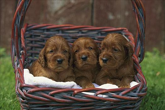 爱尔兰塞特犬,狗,三个,小狗,篮子