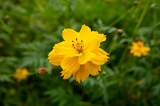 百日菊,硫华菊－花海