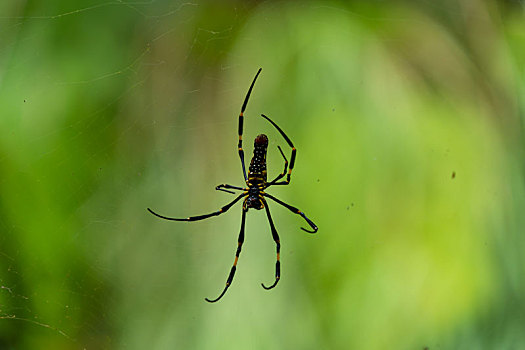 树林蜘蛛网上的蜘蛛斑络新妇