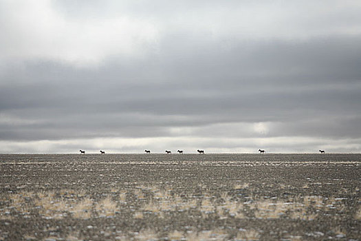 青海,可可西里,库塞湖边的藏羚羊