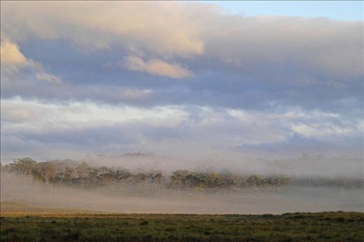 晨雾,奥弗兰,摇篮山,国家公园,塔斯马尼亚,澳大利亚