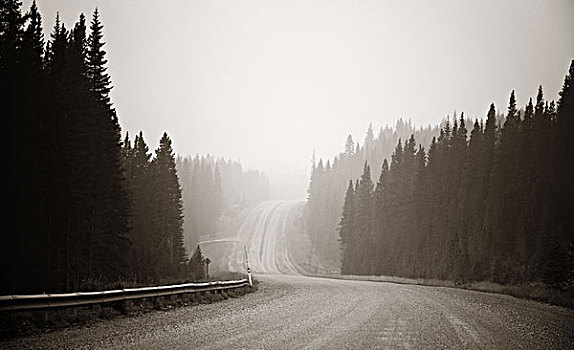 雾状,道路,树林,班芙国家公园