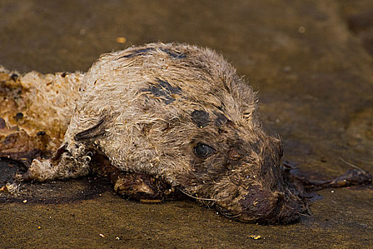 加拉帕戈斯群岛海狮尸体