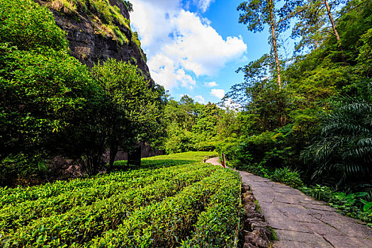 中国福建武夷山大红袍景区