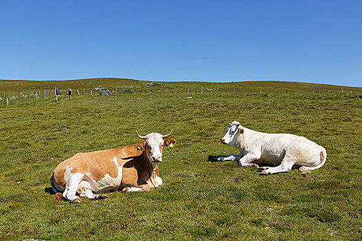 母牛,高山牧场,高山,中心,东方,阿尔卑斯山,卡林西亚,奥地利,欧洲