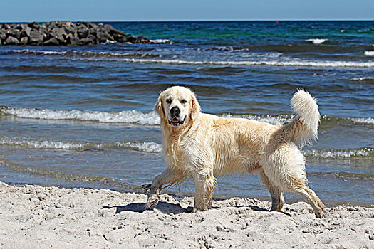 金色,猎犬,狗,两个,岁月,海滩,家犬