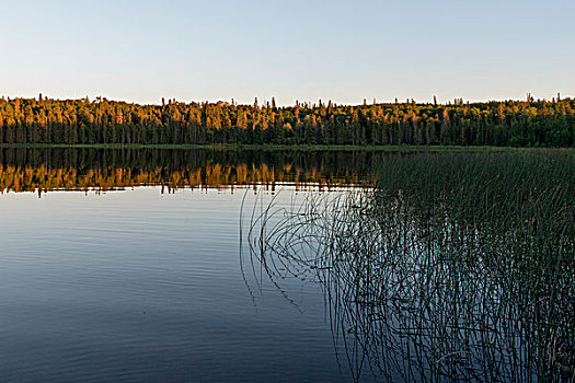 反射,树,湖,营地,赖丁山国家公园,曼尼托巴,加拿大