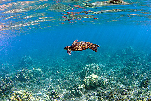 绿海龟,龟类,海滩,毛伊岛,夏威夷,美国