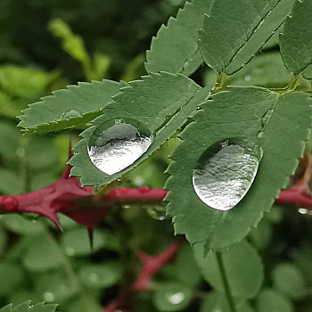 树叶花草露珠