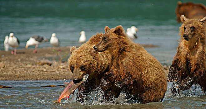 棕熊,猎捕,三文鱼,嘴,湖,堪察加半岛,俄罗斯,欧洲