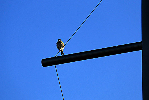 电线杆上的鸟