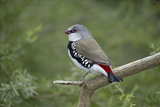 雀,物种,成年,澳大利亚