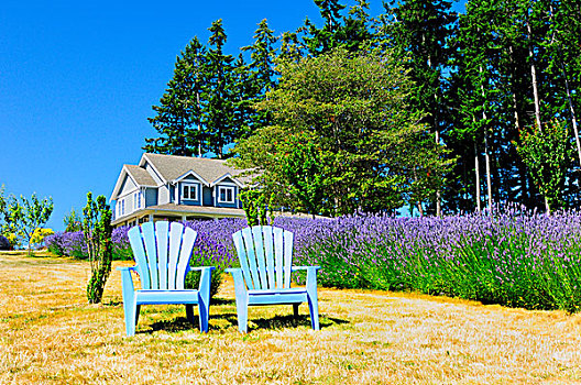 两个,蓝色,椅子,土地,薰衣草,正面,房子,住宿加次日早餐,鹅卵石,山,不列颠哥伦比亚省,加拿大