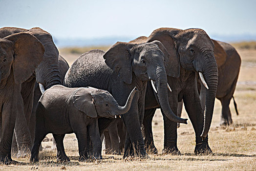 非洲大象080