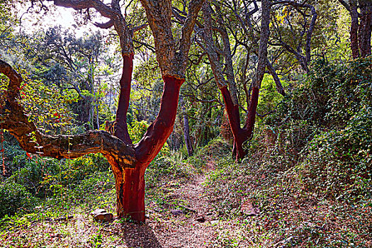 树,树林,瓦伦西亚,西班牙