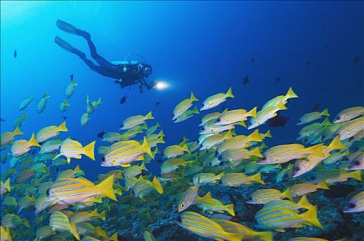 马尔代夫,水下,潜水,鱼