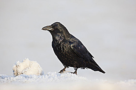 大乌鸦,栖息,雪堆,阿拉斯加,冬天