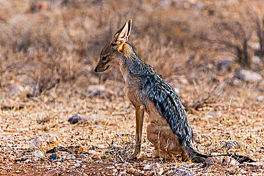 黑背狐狼,坐,萨布鲁国家公园,肯尼亚,非洲