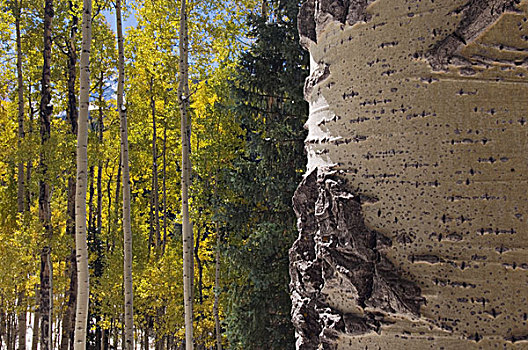 白杨,安肯帕格里国家森林,落基山脉,科罗拉多,美国