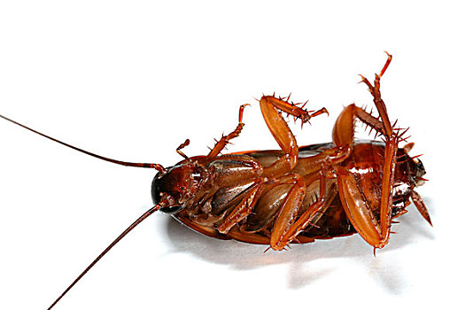 各种蟑螂品种图片图片