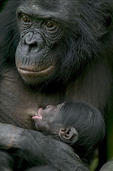 倭黑猩猩,雌性,哺乳,诞生,黑猩猩,刚果