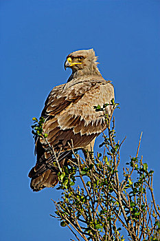 茶隼,鹰,马塞马拉野生动物保护区,肯尼亚