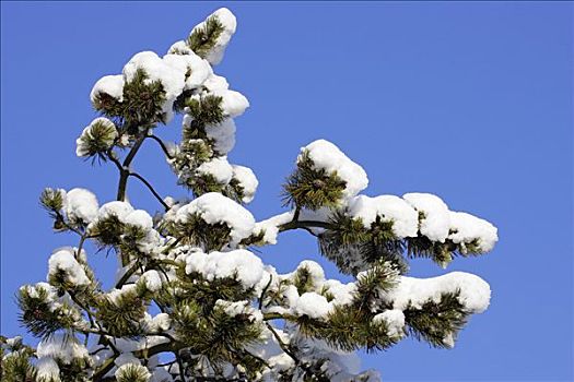 积雪,枝条,松树,冬天,松属,丹麦,欧洲