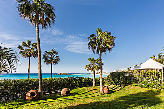 棕榈树,种植器皿,草坪,花园,海滩,胜地,塞浦路斯