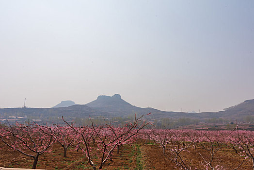 山东蒙阴桃花