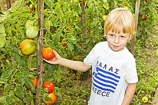 小男孩,接触,西红柿,花园
