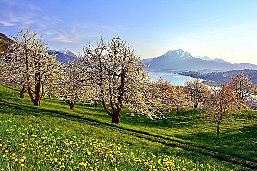 樱桃树,樱桃属,开花,风景,琉森湖,攀升,皮拉图斯,施维茨,瑞士,欧洲